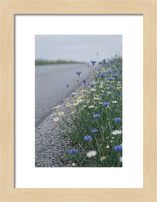 Roadside Wildflower Serenity