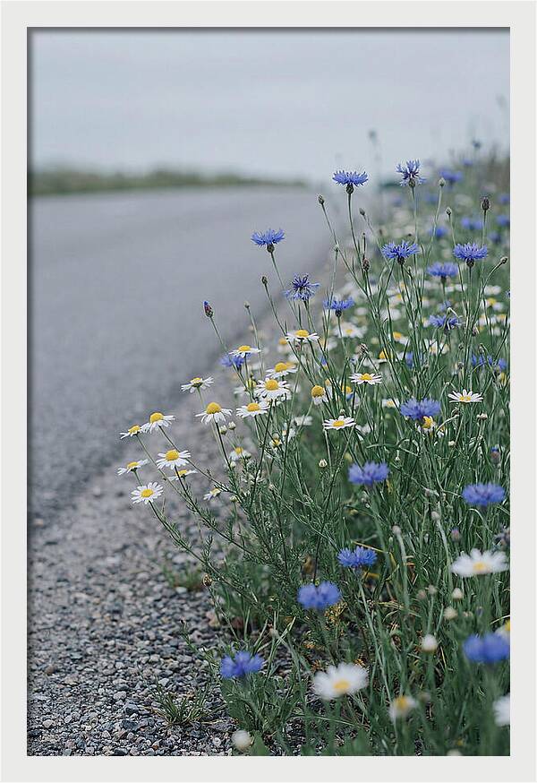 Roadside Wildflower Serenity