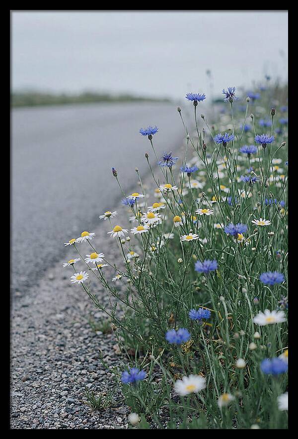 Roadside Wildflower Serenity