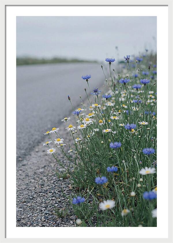 Roadside Wildflower Serenity