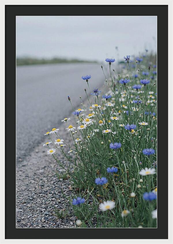 Roadside Wildflower Serenity