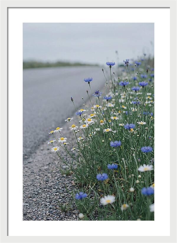 Roadside Wildflower Serenity