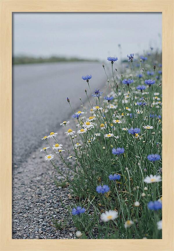 Roadside Wildflower Serenity