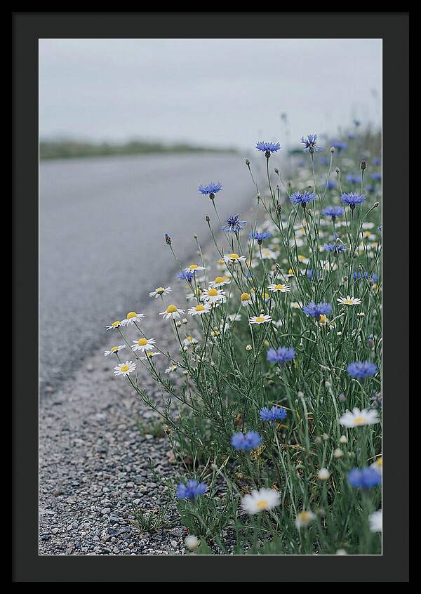 Roadside Wildflower Serenity