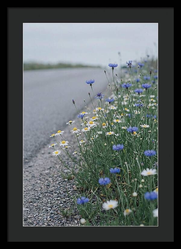 Roadside Wildflower Serenity