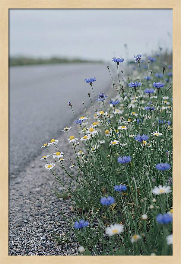 Roadside Wildflower Serenity