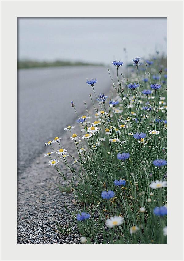 Roadside Wildflower Serenity