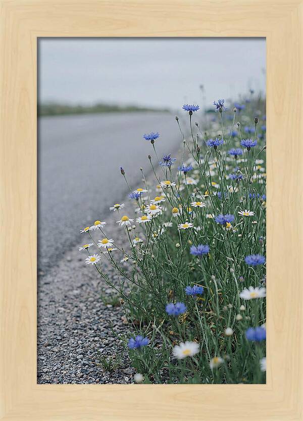 Roadside Wildflower Serenity