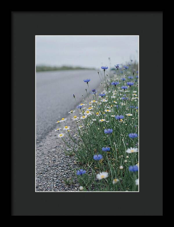 Roadside Wildflower Serenity