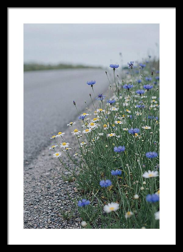 Roadside Wildflower Serenity
