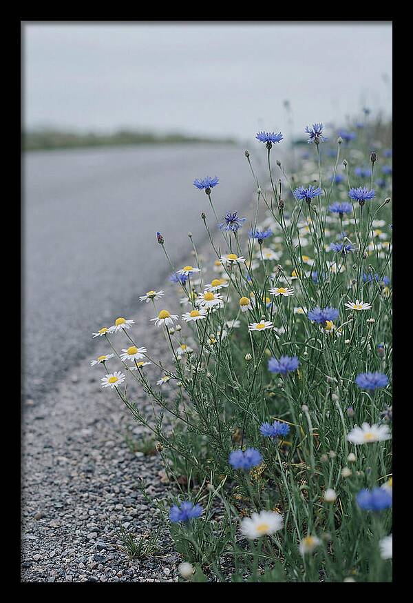 Roadside Wildflower Serenity
