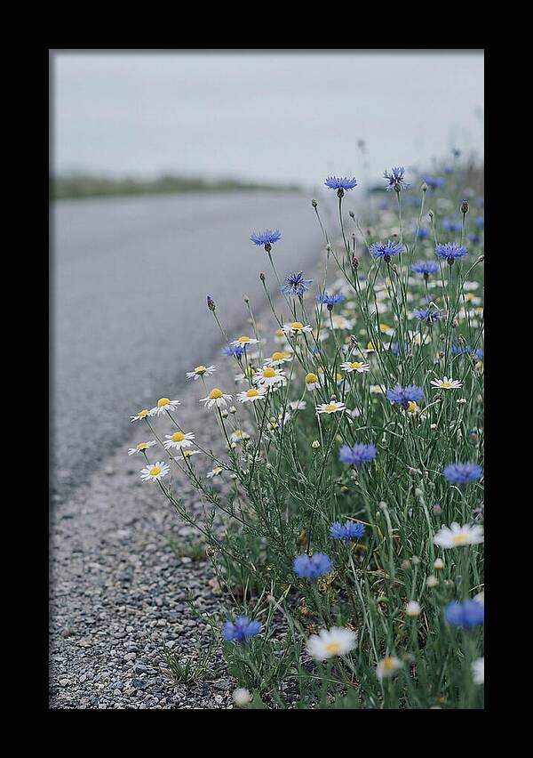 Roadside Wildflower Serenity