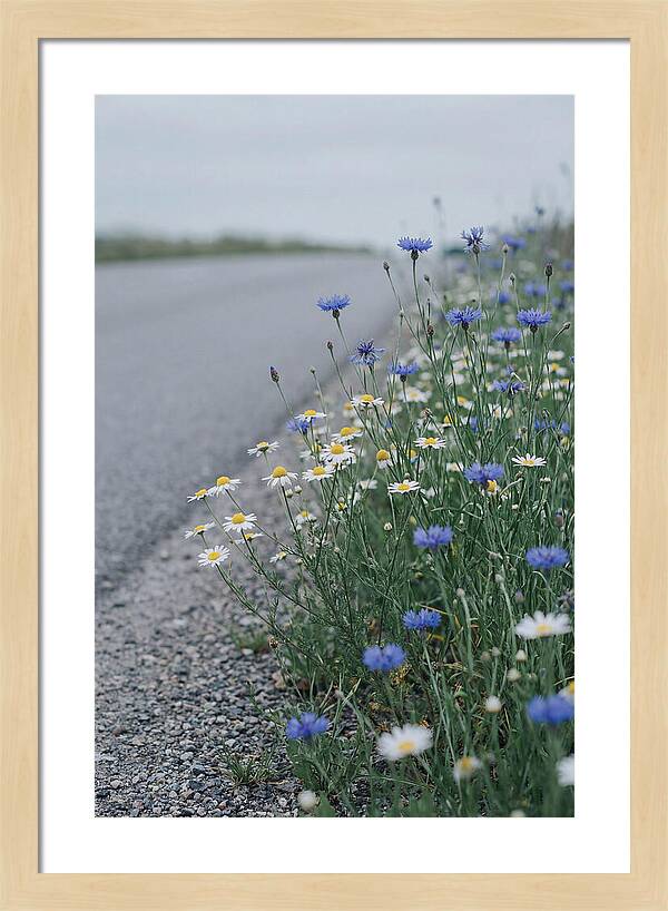Roadside Wildflower Serenity