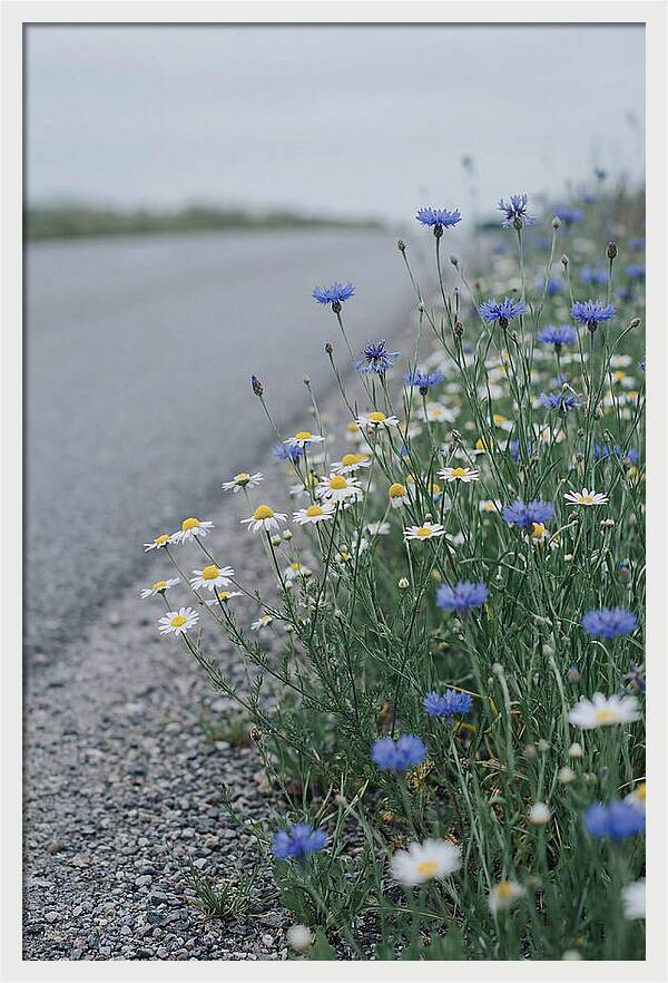 Roadside Wildflower Serenity