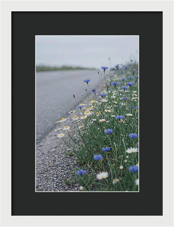 Roadside Wildflower Serenity