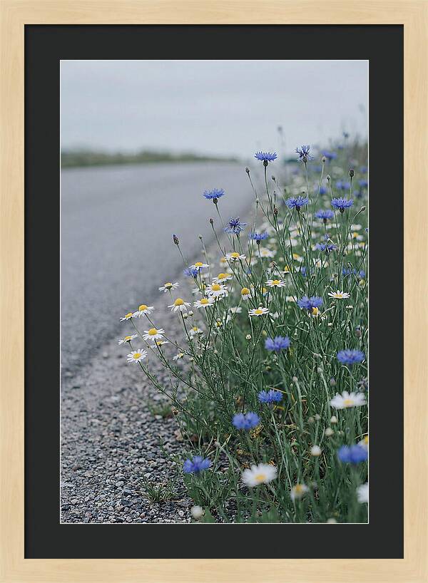 Roadside Wildflower Serenity