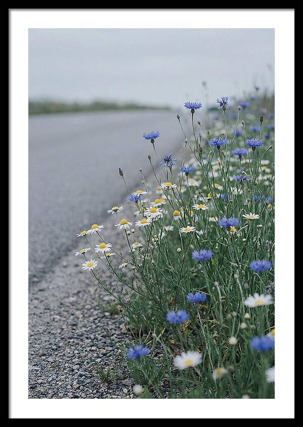 Roadside Wildflower Serenity