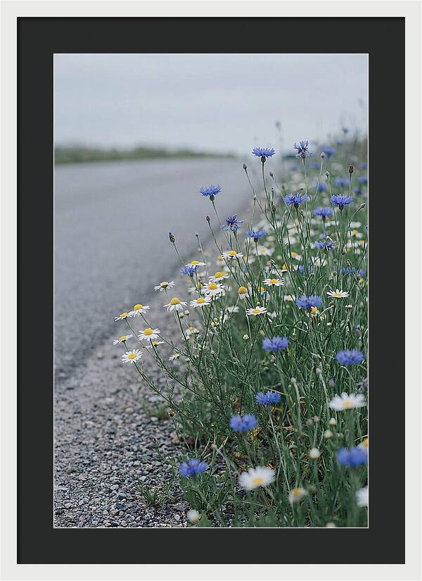 Roadside Wildflower Serenity