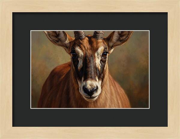 Roan Antelope Portrait
