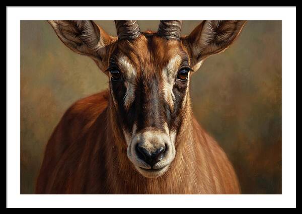 Roan Antelope Portrait