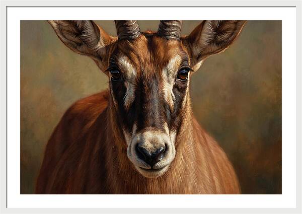 Roan Antelope Portrait