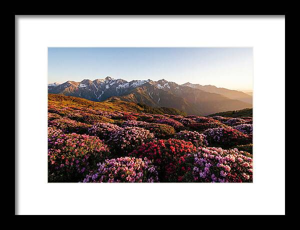 Roan Mountains Vibrant Meadow