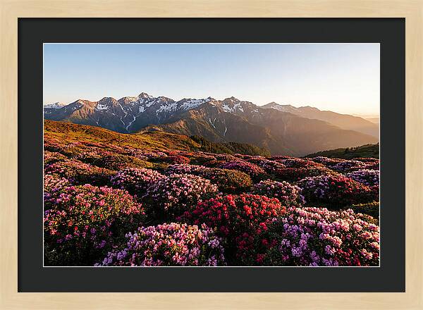 Roan Mountains Vibrant Meadow