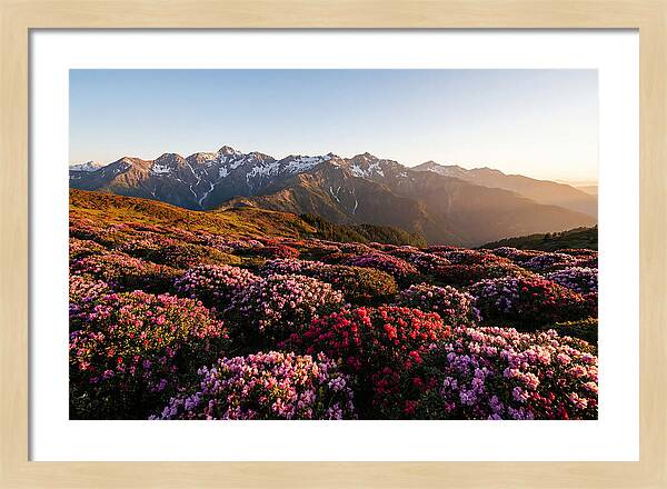 Roan Mountains Vibrant Meadow
