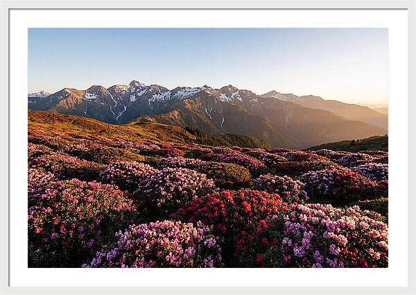 Roan Mountains Vibrant Meadow