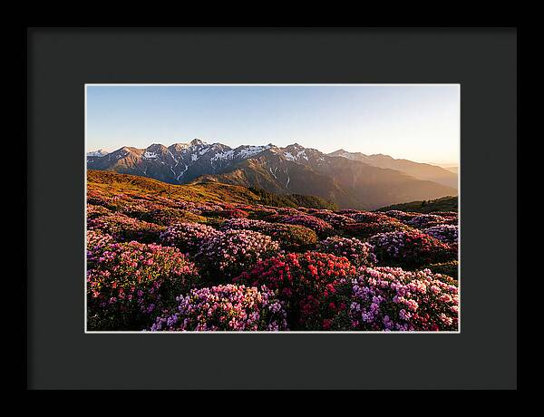 Roan Mountains Vibrant Meadow