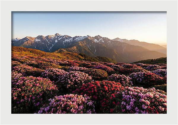 Roan Mountains Vibrant Meadow