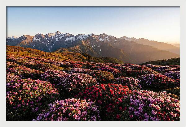 Roan Mountains Vibrant Meadow