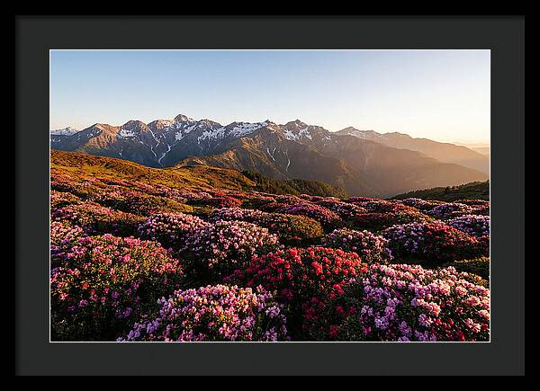 Roan Mountains Vibrant Meadow