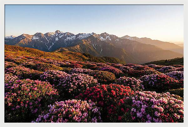 Roan Mountains Vibrant Meadow
