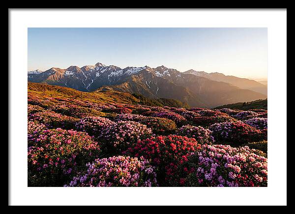Roan Mountains Vibrant Meadow