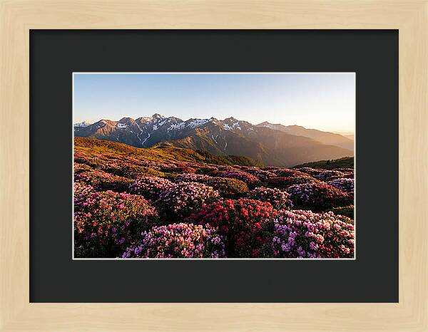 Roan Mountains Vibrant Meadow
