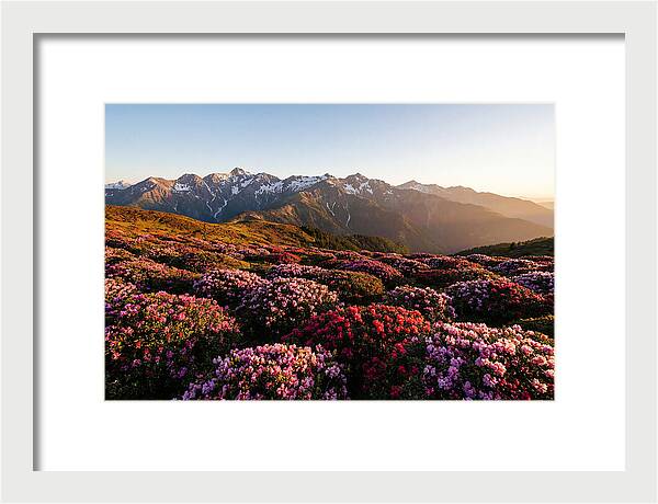 Roan Mountains Vibrant Meadow