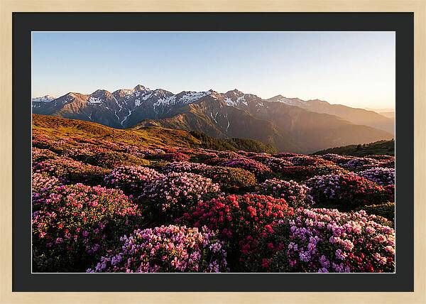 Roan Mountains Vibrant Meadow