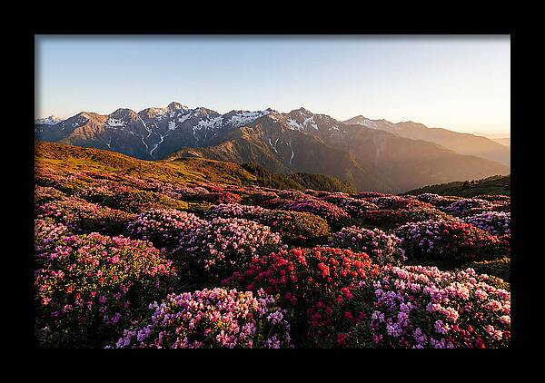 Roan Mountains Vibrant Meadow