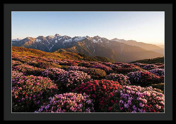 Roan Mountains Vibrant Meadow