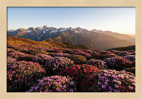 Roan Mountains Vibrant Meadow