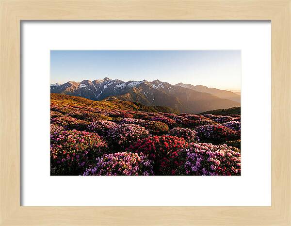 Roan Mountains Vibrant Meadow