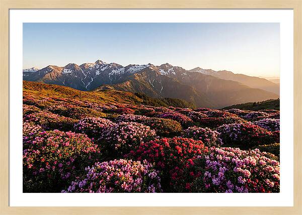 Roan Mountains Vibrant Meadow