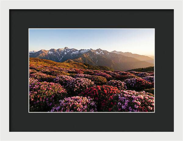 Roan Mountains Vibrant Meadow