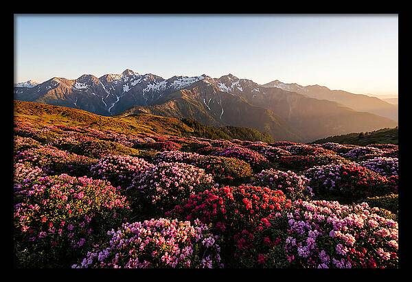 Roan Mountains Vibrant Meadow