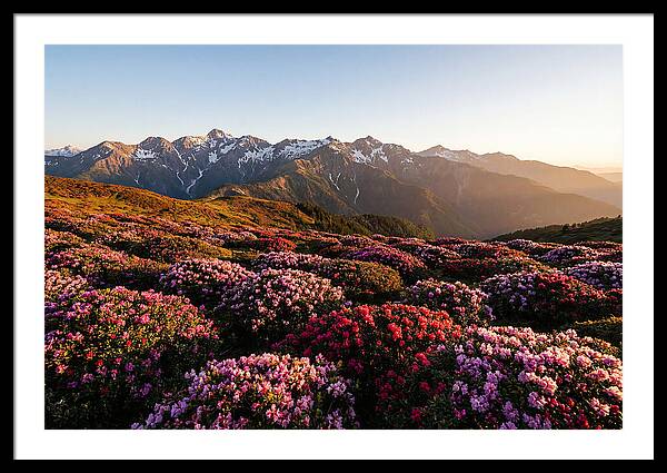 Roan Mountains Vibrant Meadow