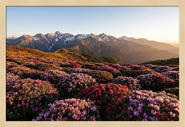 Roan Mountains Vibrant Meadow
