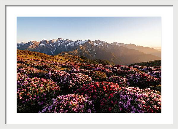 Roan Mountains Vibrant Meadow