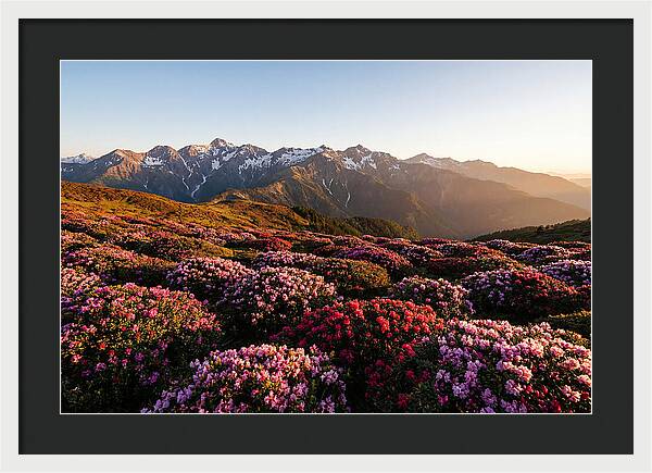 Roan Mountains Vibrant Meadow