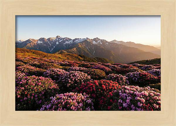 Roan Mountains Vibrant Meadow